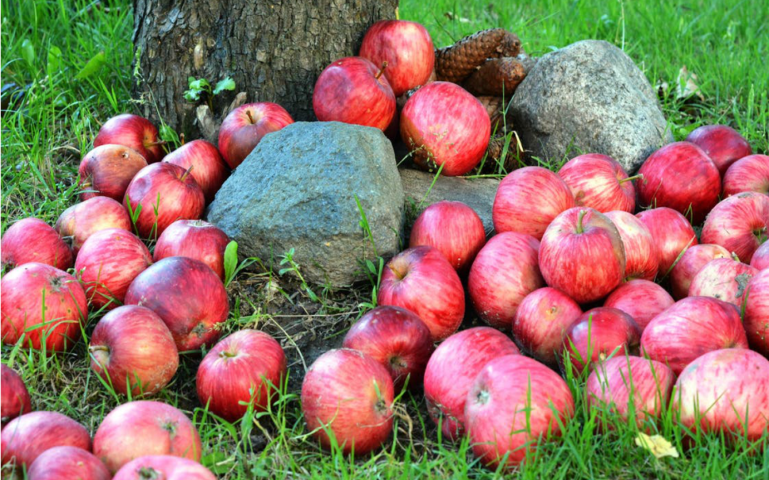 For The Garden: Eating From The Book Of Genesis